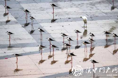 暴雨過后一群黑翅長腳鷸光臨略陽！