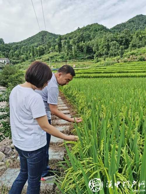 產業扶貧為鎮巴梅坡村插上騰飛的翅膀