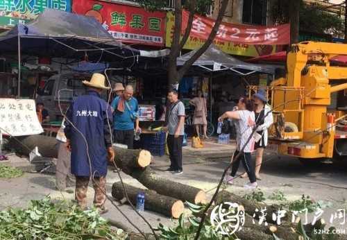 漢中市區(qū)一棵10米大樹突然傾倒，刮倒高壓線，所幸無人傷亡