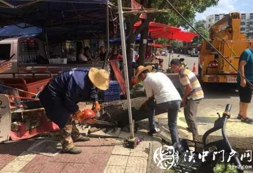 漢中市區(qū)一棵10米大樹突然傾倒，刮倒高壓線，所幸無人傷亡