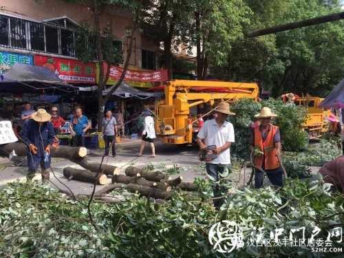 漢中市區(qū)一棵10米大樹突然傾倒，刮倒高壓線，所幸無人傷亡