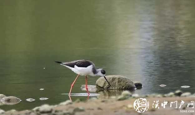 暴雨過后，漢中驚現“長腿歐巴”！