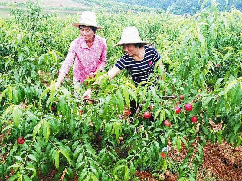 洋縣柳山村發(fā)展有機(jī)桃助農(nóng)增收