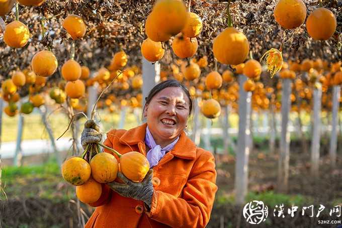 勉縣按照“縣有品牌、村有特色、戶有項目”的思路，聚焦產(chǎn)業(yè)扶貧，因村、因戶施策，累計實施產(chǎn)業(yè)扶貧項目997個，成立貧困村村級股份經(jīng)濟(jì)合作社111個，發(fā)展新型經(jīng)營主體163家，實現(xiàn)了產(chǎn)業(yè)扶貧全覆蓋。圖為金泉鎮(zhèn)墓下村發(fā)展的瓜蔞喜獲豐收。.jpg