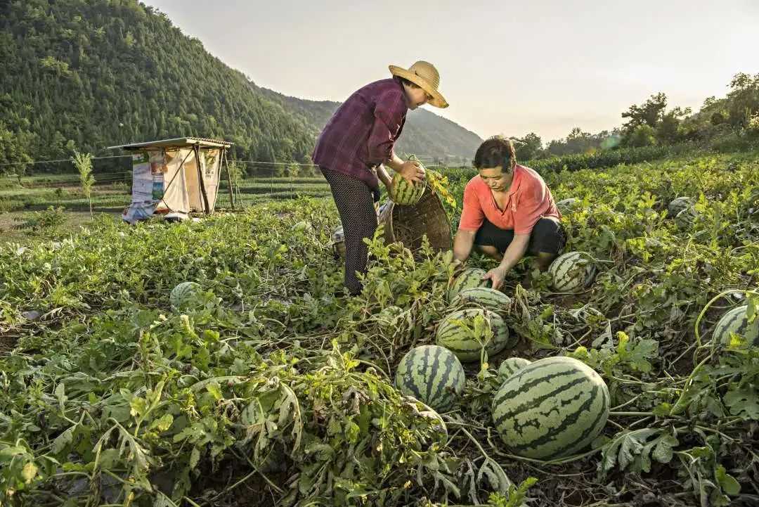 累計減貧78799人！看南鄭是怎么做到的...