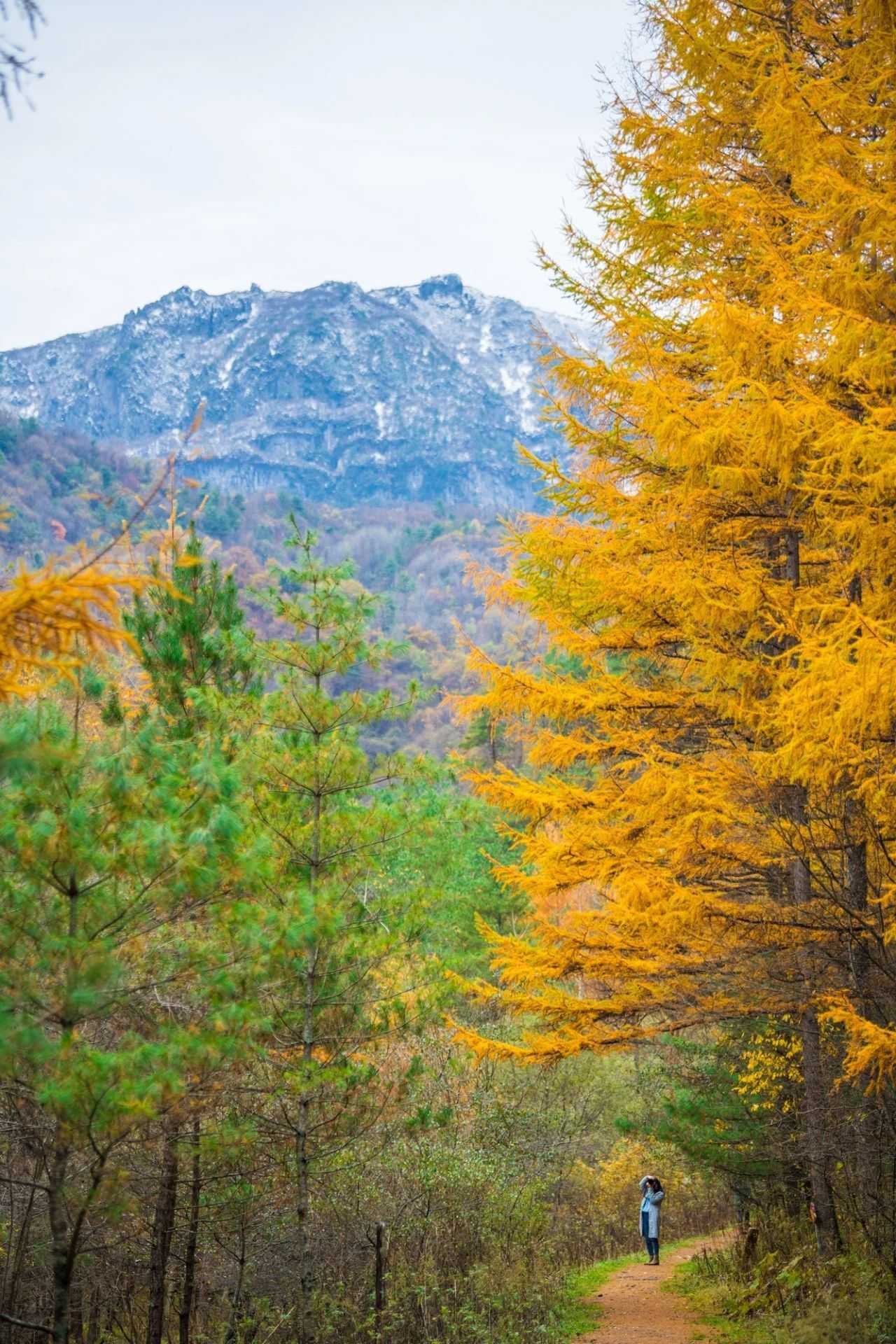 陜西留壩縣:一場紅葉盛宴的絕美樂章拉開帷幕