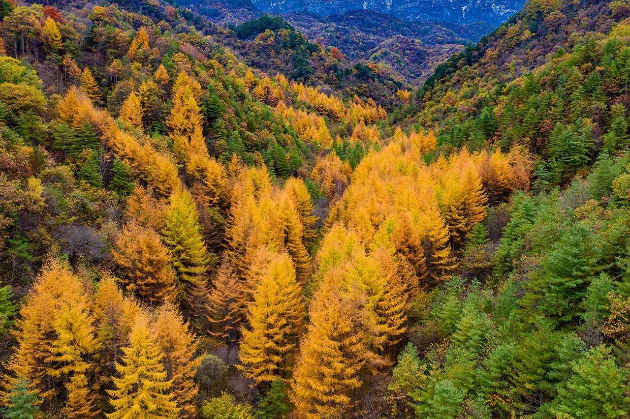 陜西留壩縣:一場紅葉盛宴的絕美樂章拉開帷幕