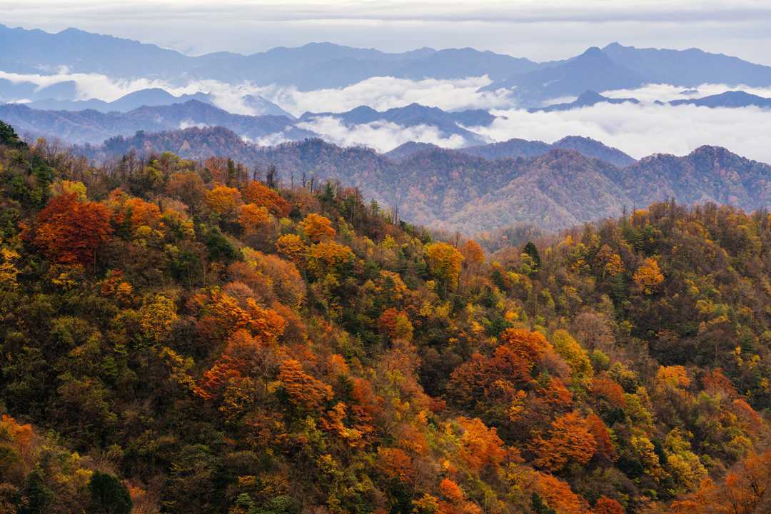 陜西留壩縣:一場紅葉盛宴的絕美樂章拉開帷幕