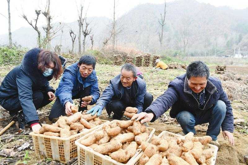 天麻產業帶動略陽縣8300多戶貧困戶脫貧增收