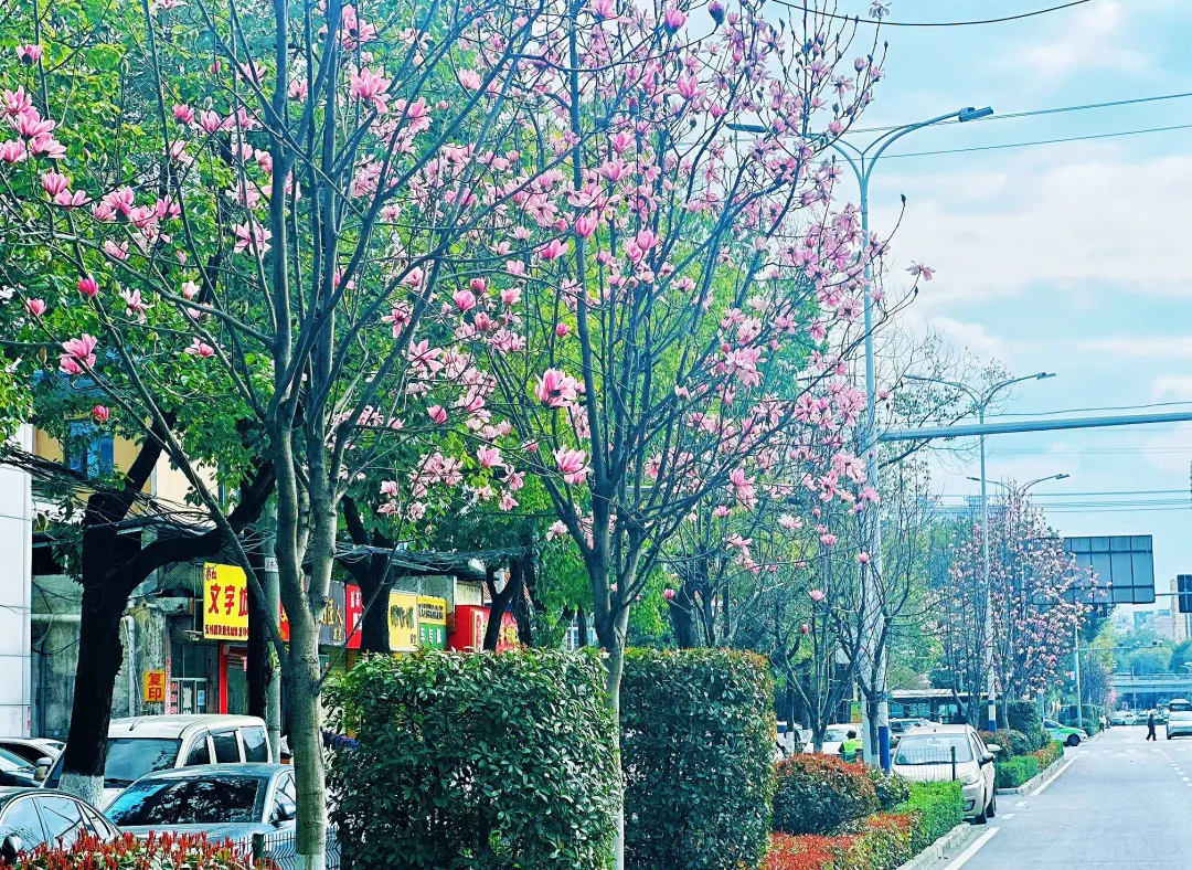 春日預報！漢臺街頭一大波花卉強勢來襲