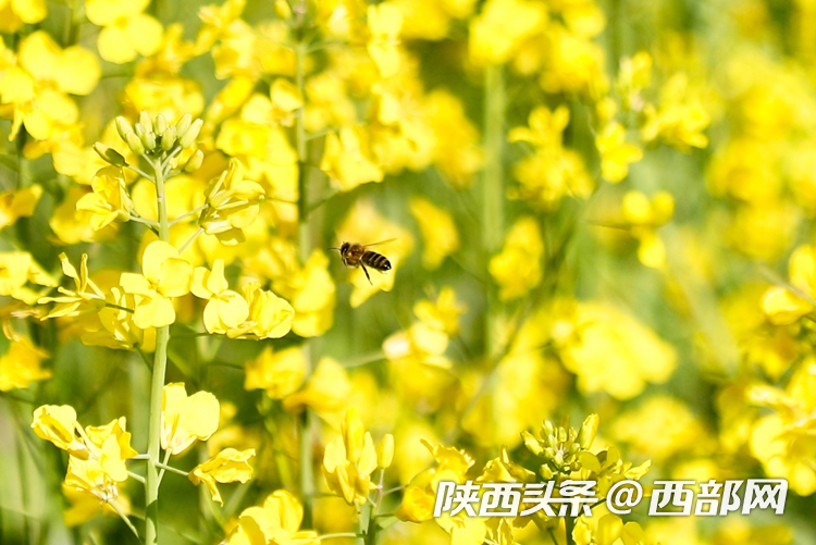 生態(tài)高顏值·發(fā)展高質(zhì)量｜油菜花、牡丹花、黑稻田 漢中洋縣有機(jī)產(chǎn)業(yè)有自己的“三原色”