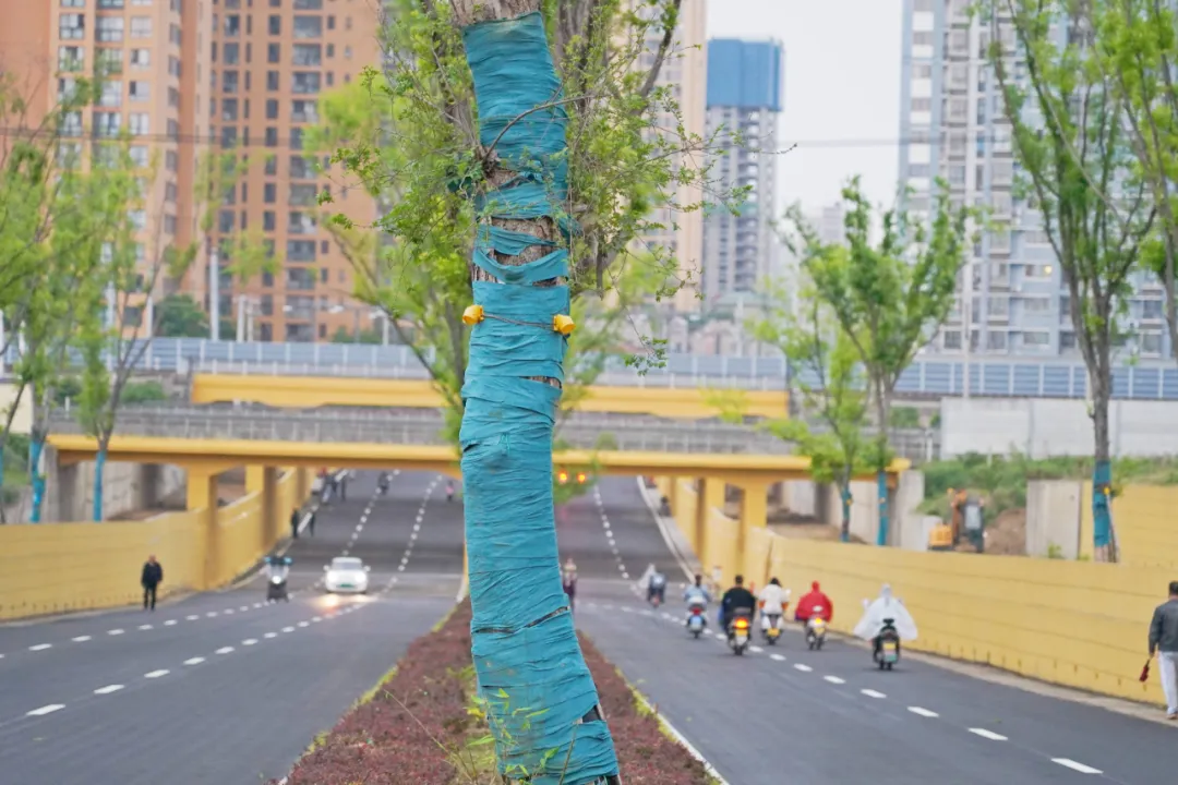 出行方便了！漢中興漢新區(qū)惠府路主車道通車！