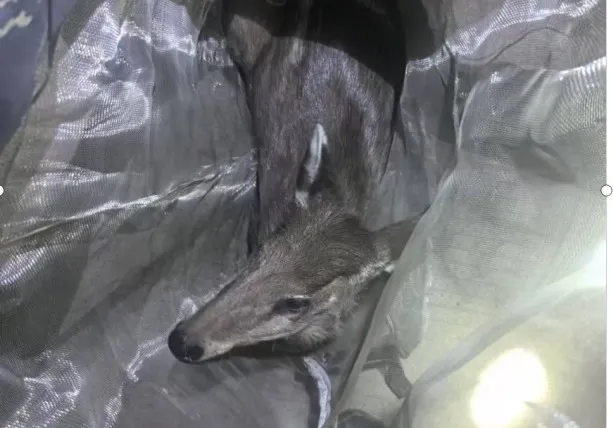 國家二級保護動物，在鎮巴被救