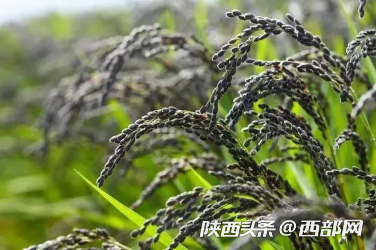 生態(tài)高顏值·發(fā)展高質(zhì)量｜油菜花、牡丹花、黑稻田 漢中洋縣有機(jī)產(chǎn)業(yè)有自己的“三原色”