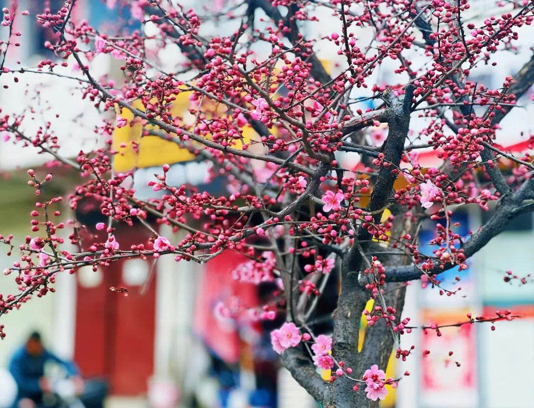 春日預報！漢臺街頭一大波花卉強勢來襲