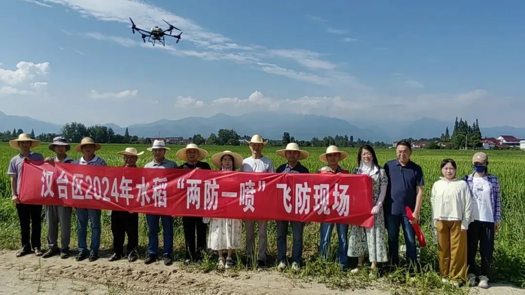 漢臺：5萬余畝稻田完成無人機“飛防”作業