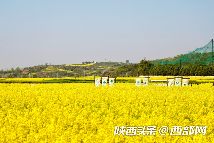 生態(tài)高顏值·發(fā)展高質(zhì)量｜油菜花、牡丹花、黑稻田 漢中洋縣有機(jī)產(chǎn)業(yè)有自己的“三原色”