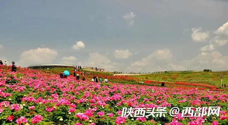 生態(tài)高顏值·發(fā)展高質(zhì)量｜油菜花、牡丹花、黑稻田 漢中洋縣有機(jī)產(chǎn)業(yè)有自己的“三原色”