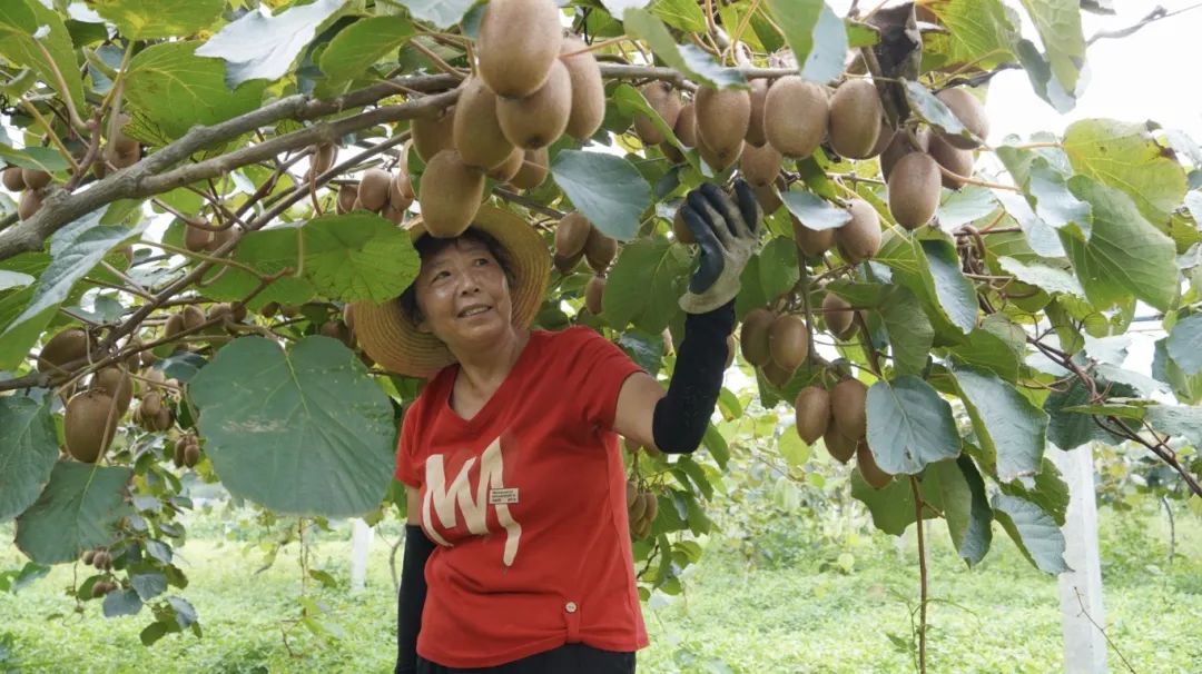 漢臺9000余畝獼猴桃迎來豐收季