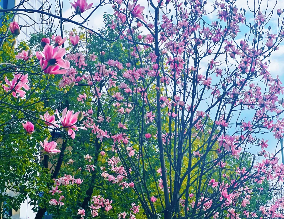 春日預報！漢臺街頭一大波花卉強勢來襲