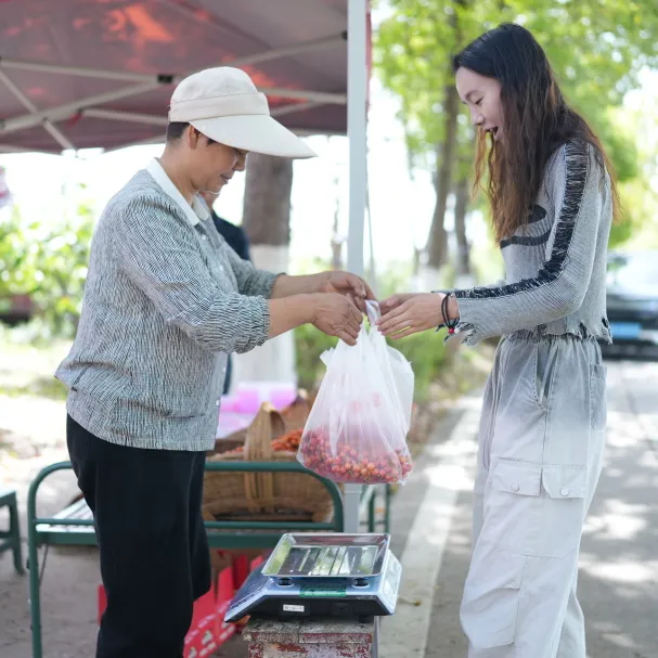 西鄉縣舉行2025茶葉櫻桃采摘體驗活動暨西鄉—啟東文化交流活動