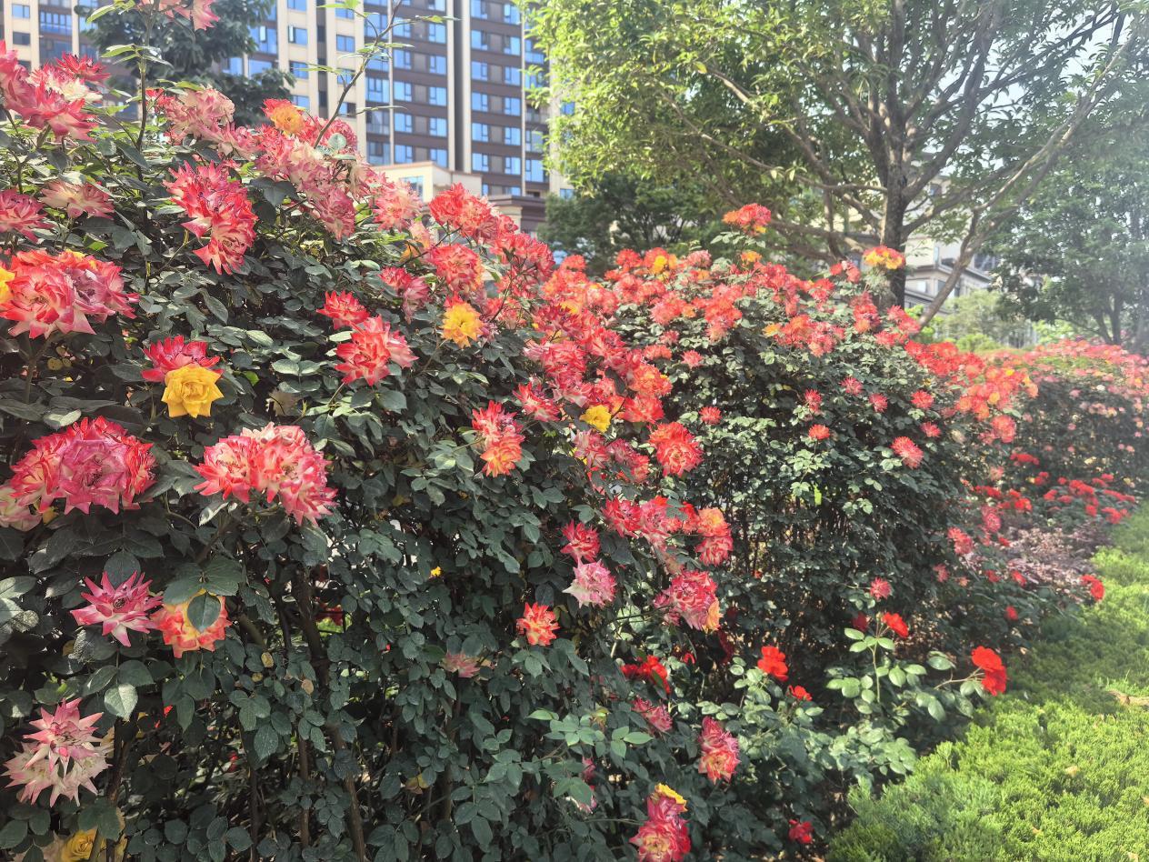 “花”點(diǎn)時(shí)間游漢臺(tái)，這個(gè)“五一”美不勝收