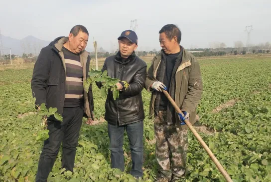 漢臺：油菜小麥冬管忙 來年豐收有保障