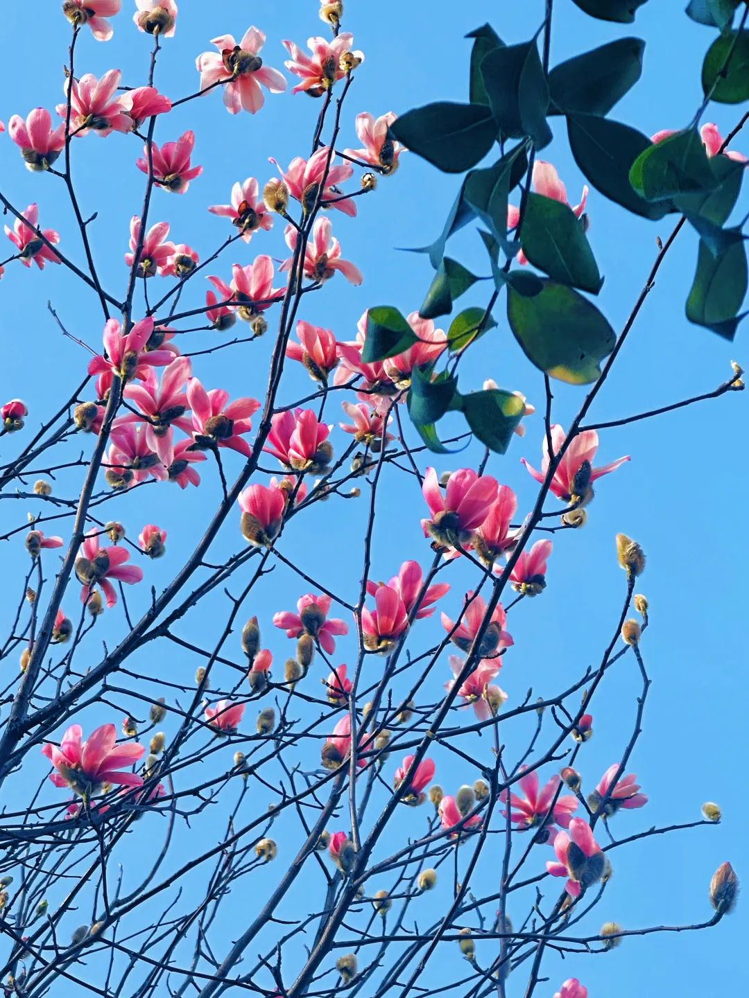 春日預報！漢臺街頭一大波花卉強勢來襲